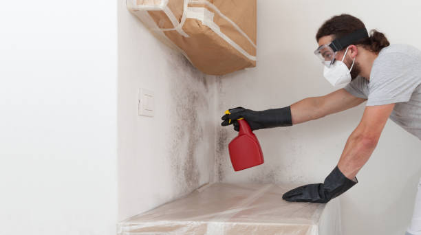Professional Mold Cleanup technician working in Cologne, MN
