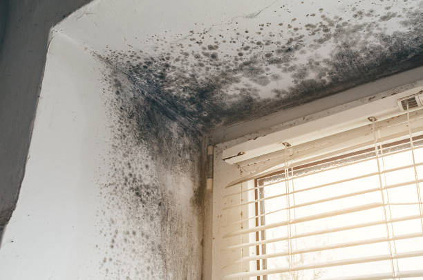 Affordable Mold Cleanup solutions in Cologne, MN